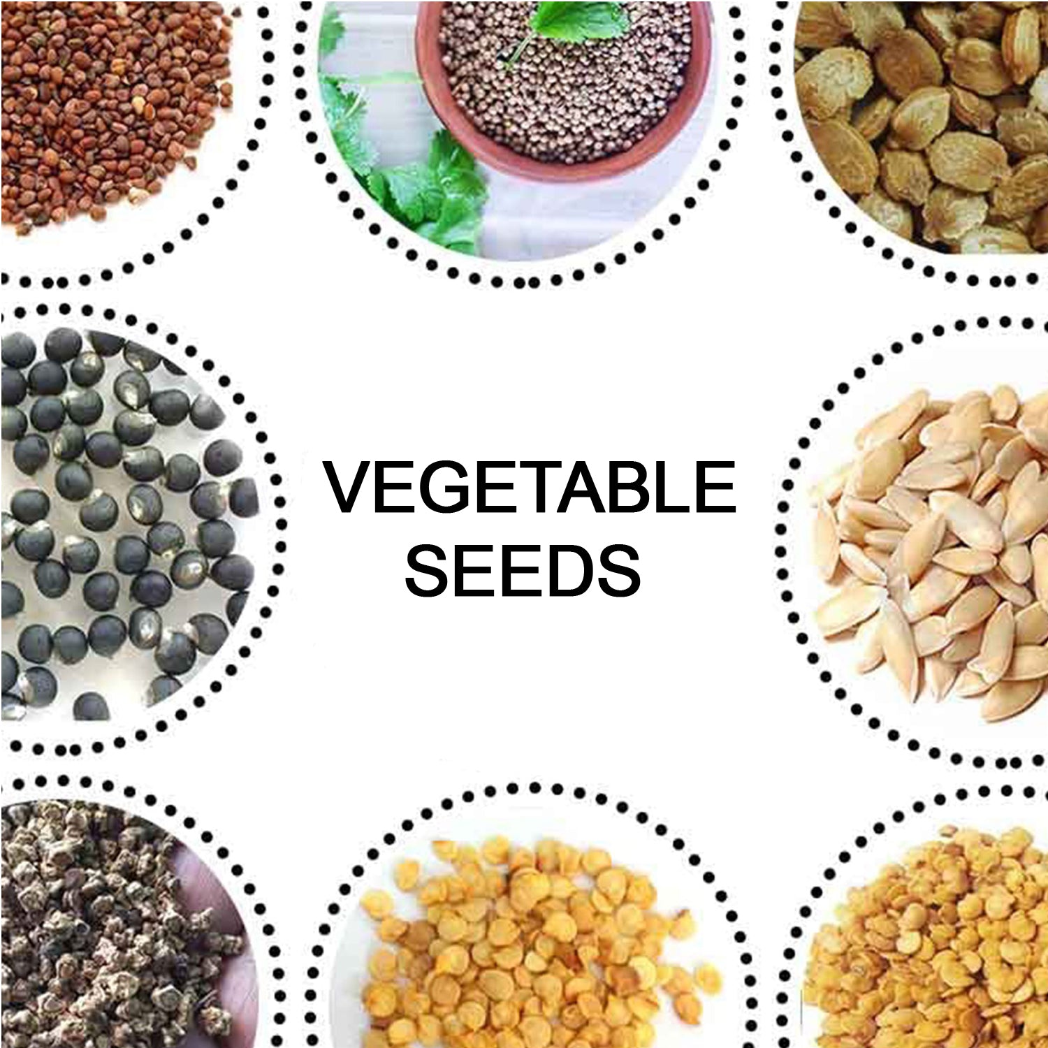 15 Varieties of Vegetable Seeds Combo (1 Pkt. / 15 Varieties) 15 Varieties of Vegetable Seeds Combo (1 Pkt. / 15 Varieties)